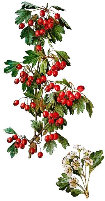 Aubépine à un style